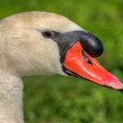 Portrait of a Swan