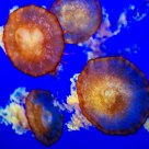 Jellyfish