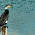 Phalacrocorax carbo
