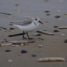 Sanderling on shell beach