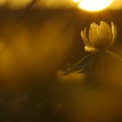 The Sun Catcher