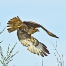 Hawk II