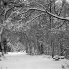 A snowy day in Scarsdale, New York.