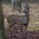 Dear deer