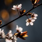Redleaf Cherry Plum
