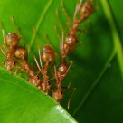 The Ant Power