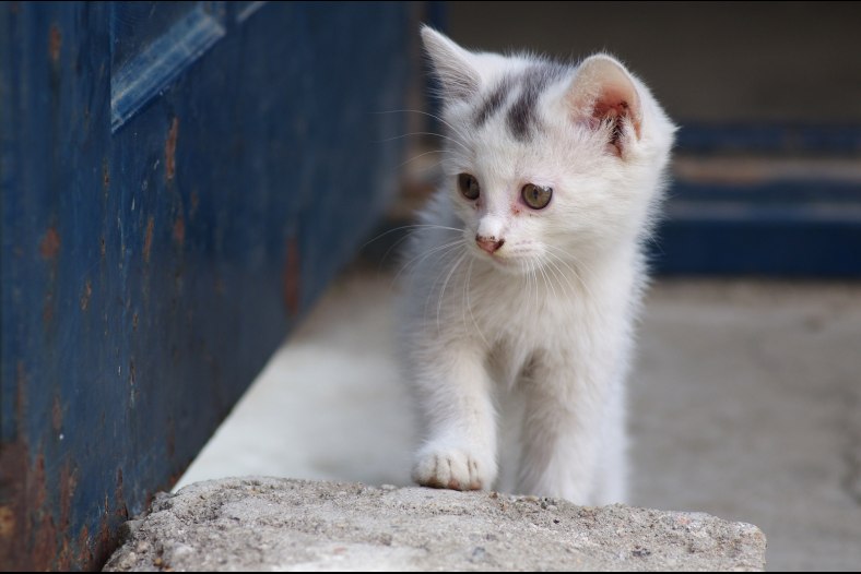 Little Cat I