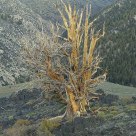 Bristlecone Sunset