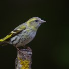 Eurasian Siskin