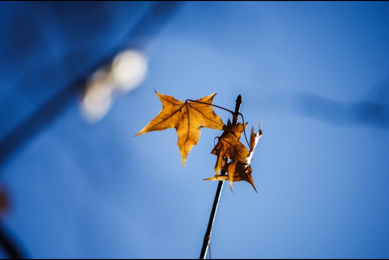 Leaf
