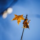 Leaf