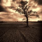 Tree lines