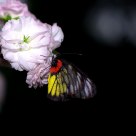 蝶恋花
