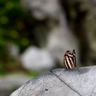 蝴蝶