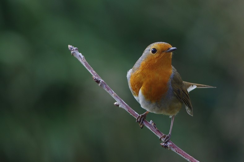 Little Robin