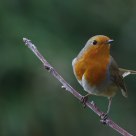 Little Robin