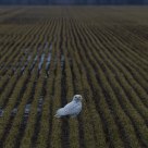 Snowy Owl in Wheatfield