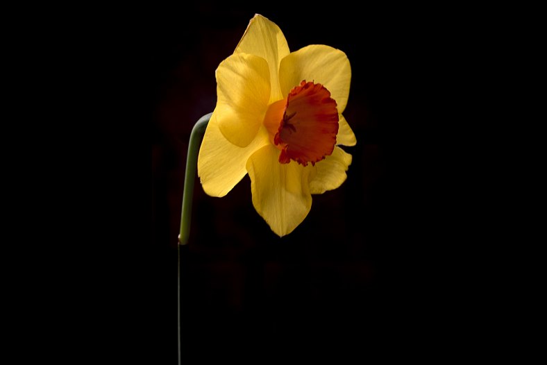 Narcissus