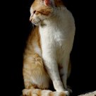 cat