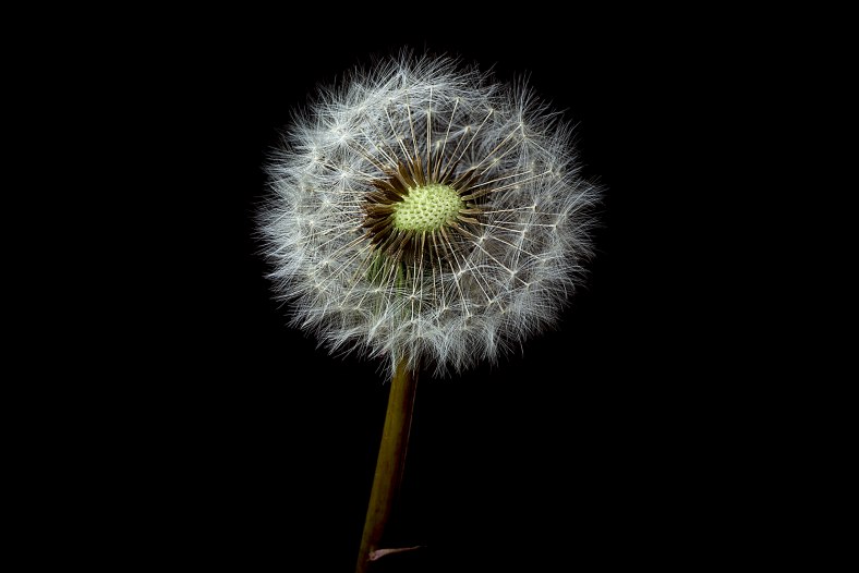 Taraxacum officinale