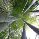 Bamboo to the sky