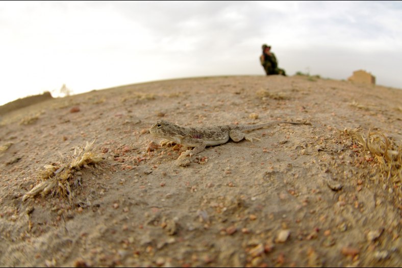 A deserttoad-headed agama