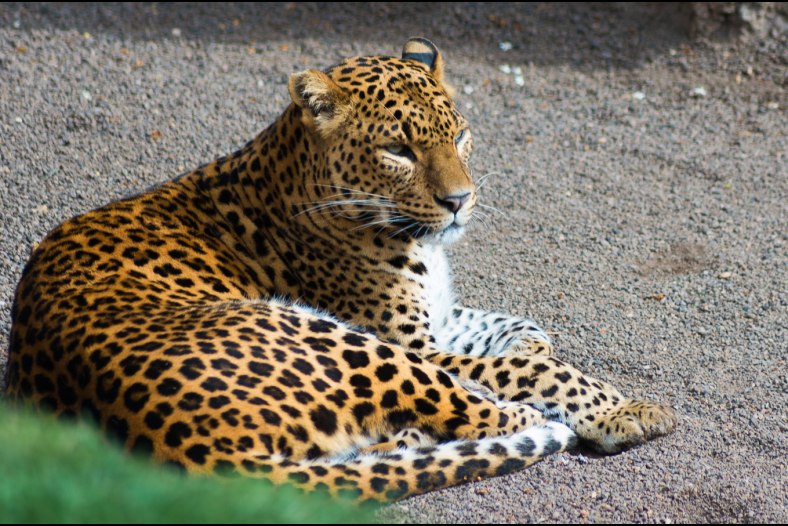 Lindo gatito