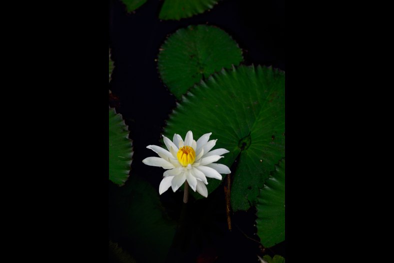 Water lily