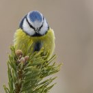  Blue Tit (Cyanistes caeruleus)
