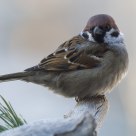  Eurasian Tree Sparrow (Passer montanus)