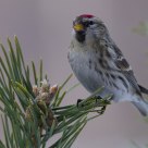 Common Redpoll (Carduelis flammea)