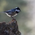  Coal Tit ( Periparus ater)