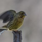  Eurasian Siskin (Carduelis spinus)
