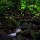 Stream