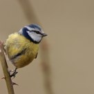 Blue Tit