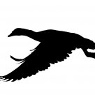 Silhouette