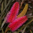 Hakea