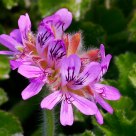 Pelargonium