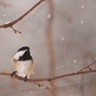 Snowy day