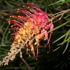 Grevillea