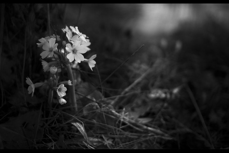 Beauty within the dark