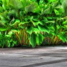 Green life