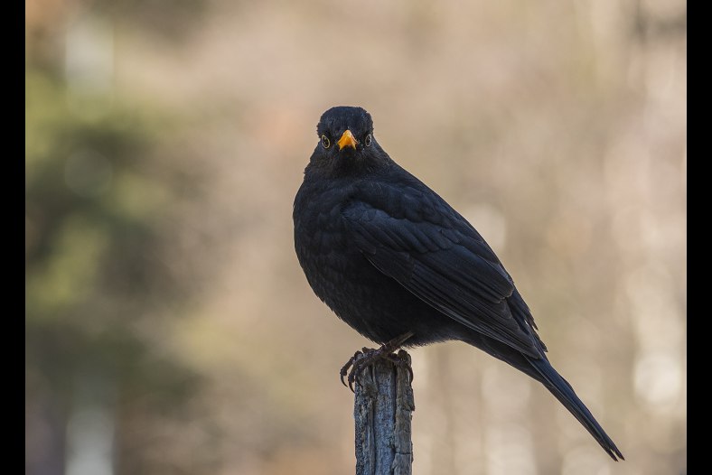 The Common Blacbird