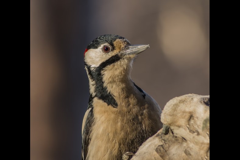 The Great spotted Woodpecker