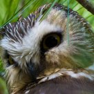 Northern Saw Whet Owl Portrait