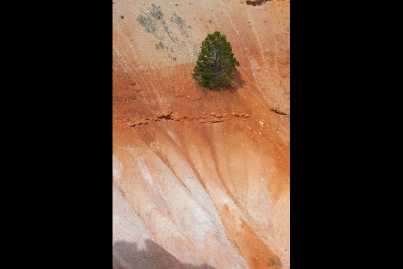 A Lonely Tree in Bryce Canyon