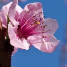 cherry blossom