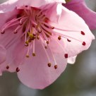 cherry blossom