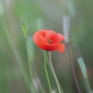 Amapola