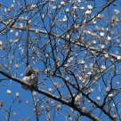 Easter Gray
